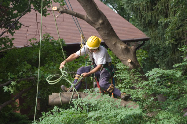 Trusted Mendota, IL Tree Removal Services Experts